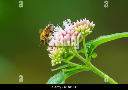 Honig Biene auf einer Eupatorium cannabinum Pflanze, auch als Hanf agrimony oder Heiligen Seil bekannt, im Spätsommer in West Sussex, UK. Honigbienen. Stockfoto