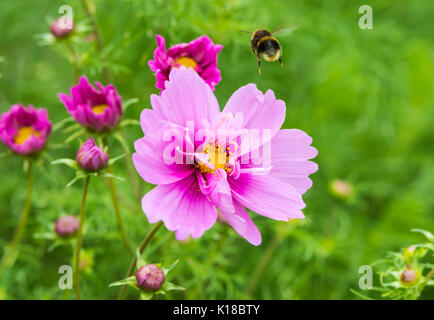 Von Pink Schmuckkörbchen ensation Gemischt" (Sensation Serie) (Mexikanische Aster, Garten Kosmos) im Sommer mit einer Biene fliegt von es in West Sussex, UK. Stockfoto