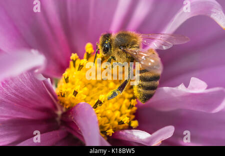 Europäisches Honigbiene-Makro (APIs mellifera) auf einer Cosmos bipinnatus (mexikanischer Aster)-Blume, die Nektar/bestäubend gesammelt hat, in West Sussex, Großbritannien. Honigbiene Stockfoto