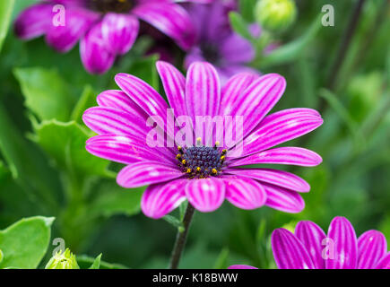 Osteospermum ecklonis, wahrscheinlich "Astra purple', AKA African Daisy im Spätsommer wächst in einem reich verzierten Blumenbeet in West Sussex, England, UK. Stockfoto