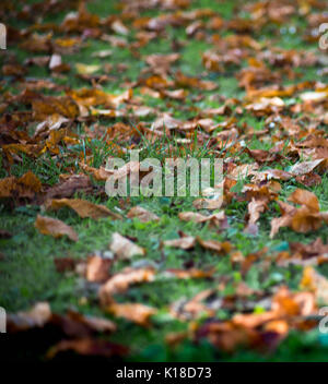 Herbst lehnt sich auf Rasen Stockfoto