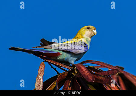 Blass vorangegangen Rosella, Papagei Stockfoto