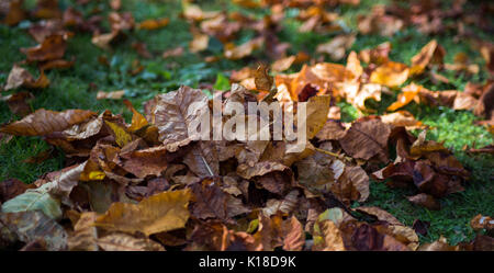 Herbst lehnt sich auf Rasen Stockfoto