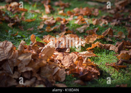 Herbst lehnt sich auf Rasen Stockfoto