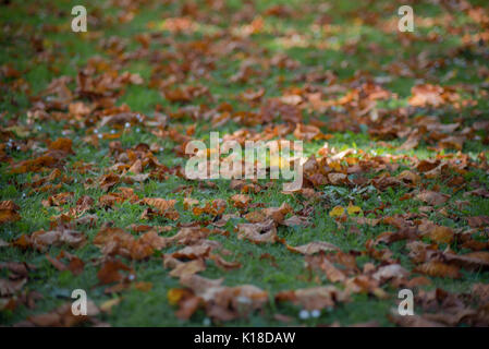 Herbst lehnt sich auf Rasen Stockfoto