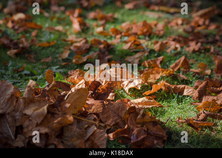 Herbst lehnt sich auf Rasen Stockfoto