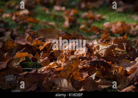 Herbst lehnt sich auf Rasen Stockfoto