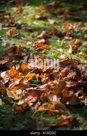 Herbst lehnt sich auf Rasen Stockfoto