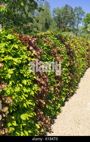 Gemeinsame Hainbuche (Carpinus betulus) und Rotbuche (Fagus sylvatica 'Purpurea') Stockfoto