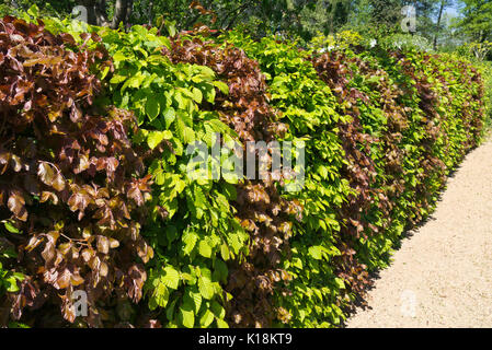 Gemeinsame Hainbuche (Carpinus betulus) und Rotbuche (Fagus sylvatica 'Purpurea') Stockfoto