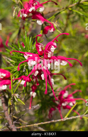 Wacholder - Blatt (grevillea Grevillea juniperina) Stockfoto