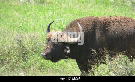 Afrikanische Büffel, Büffel, syncerus Caffer, Addo National Park, Südafrika Stockfoto