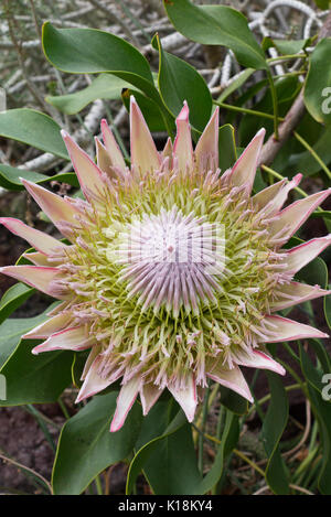 König Protea (protea Cynaroides) Stockfoto
