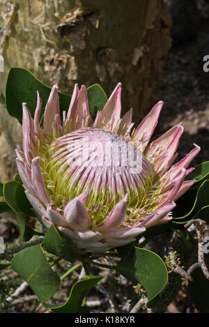 König Protea (protea Cynaroides) Stockfoto