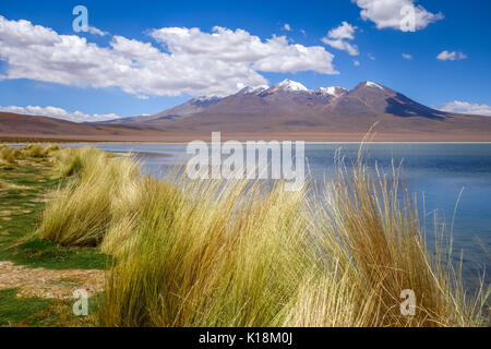 Altiplano Laguna im Sud Lipez Reserva Eduardo Avaroa, Bolivien Stockfoto