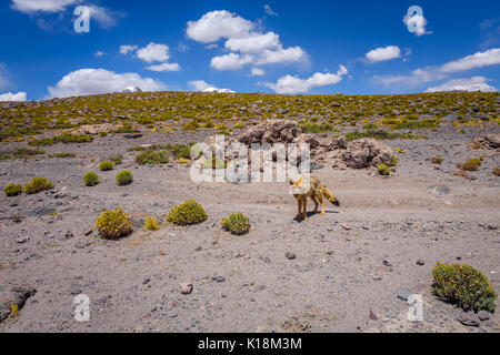 Red Fox im Altiplano Wüste, sud Lipez reserva Eduardo Avaroa, Bolivien Stockfoto