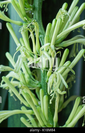 Snake Anlage (Sansevieria trifasciata) Stockfoto