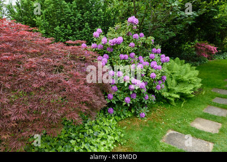 Japanischer Ahorn (Acer palmatum 'dissectum Garnet'), Rhododendron (Rhododendron) und Strauß Farn (Matteuccia struthiopteris) Stockfoto