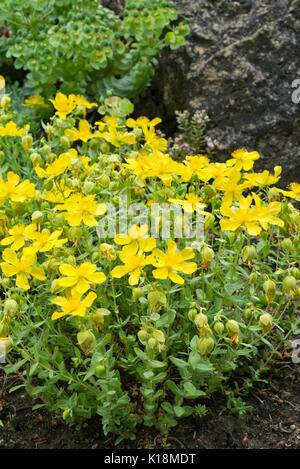 Alpine Johanniskraut (Hypericum cerastoides) Stockfoto