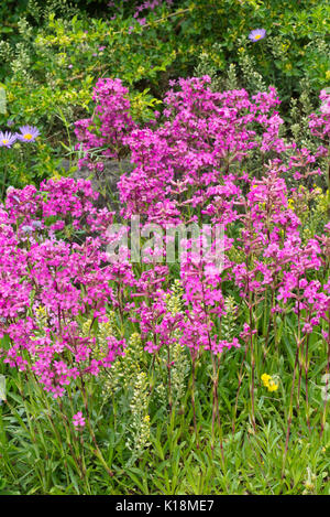 Klebrige catchfly (Lupinus viscaria Syn. silene viscaria) Stockfoto