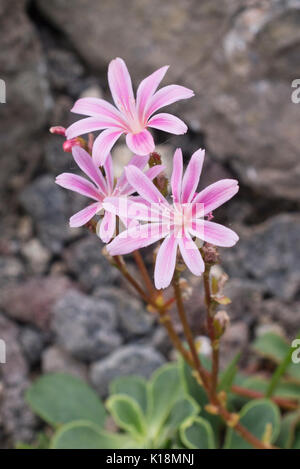 Imperial lewisia (lewisia Keimblatt) Stockfoto