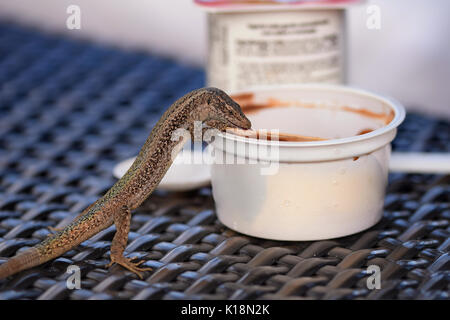 Lizard untersucht eine leere Wanne von Schokolade Eis Stockfoto