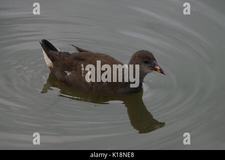 Juvenile sumpfhuhn Entlein schwimmen auf einem noch ruhigen See Stockfoto