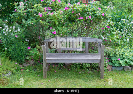 Gartenbank mit Rosen (Rosa) Stockfoto