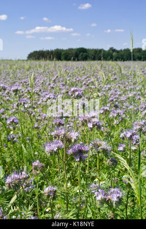 Lacy phacelia (Phacelia tanacetifolia) Stockfoto