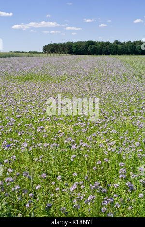 Lacy phacelia (Phacelia tanacetifolia) Stockfoto