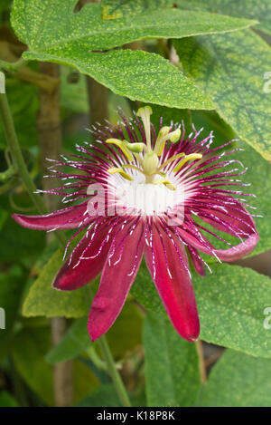 Passionsblume (passiflora lady Margret) Stockfoto