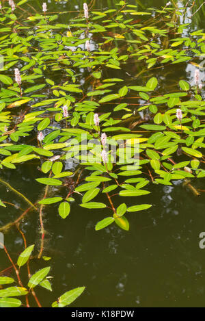 Wasser Knöterich (persicaria Amphibia syn. polygonum amphibium) Stockfoto