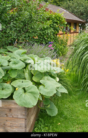 Kürbis (Cucurbita) und Lavendel (Lavandula) in einer angehobenen Bed Stockfoto