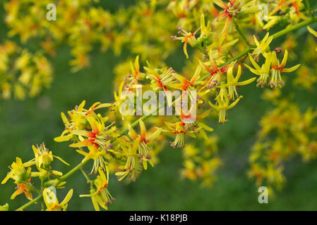 Golden Rain Tree (koelreuteria paniculata) Stockfoto