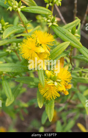 Hohen Tutsan (Hypericum X inodorum) Stockfoto