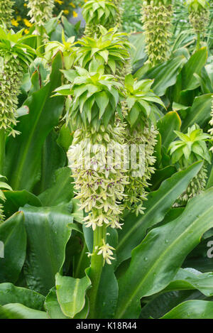 Bunte Ananas Blume (eucomis bicolor) Stockfoto