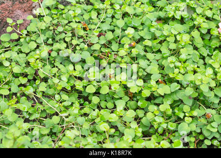 Schleichende fuchsia (pinkfarbene procumbens) Stockfoto