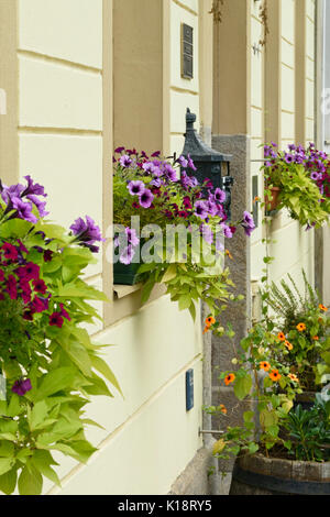 Petunien (Petunia) und Süßkartoffel (Ipomoea batatas) Stockfoto