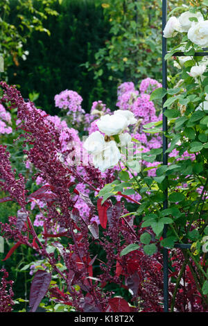 English Rose (Rosa Winchester Cathedral) und rote Garten Melde (Atriplex hortensis var. rubra) Stockfoto