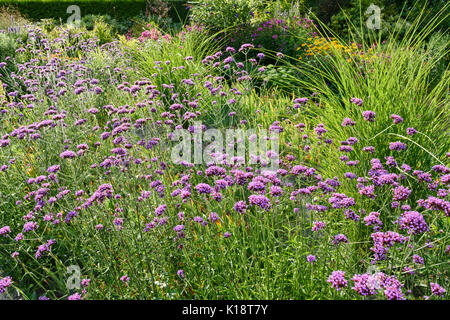 Purpletop Vervain (verbena Bonariensis). Design: Marianne und Detlef lüdke Stockfoto