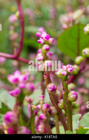 Malabar Spinat (basella alba 'Rubra') Stockfoto