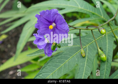 Känguru-Apfel (Solanum Laciniatum) Stockfoto