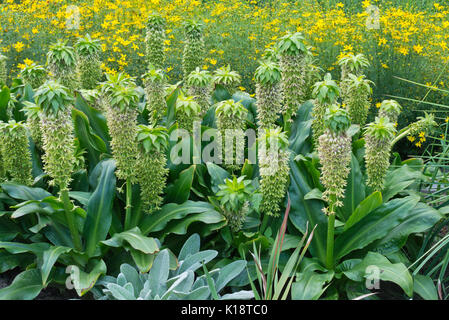 Bunte Ananas Blume (eucomis bicolor) Stockfoto