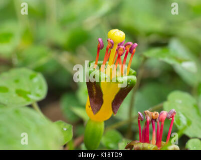 Schleichende fuchsia (pinkfarbene procumbens) Stockfoto