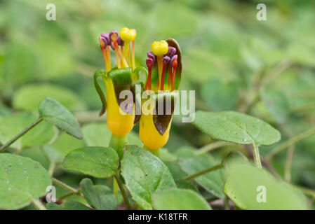 Schleichende fuchsia (pinkfarbene procumbens) Stockfoto