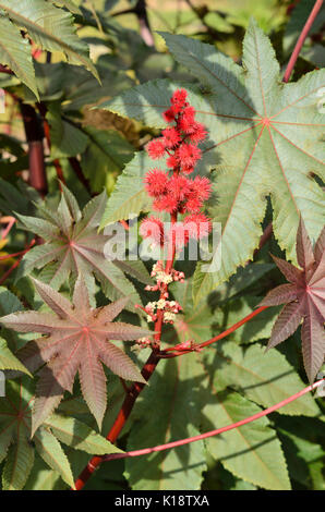 Rizinus (Ricinus communis) Stockfoto