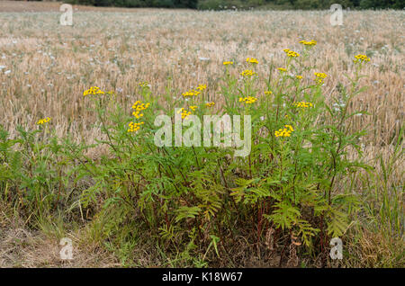 Gemeinsame Rainfarn (tanacetum vulgare) Stockfoto