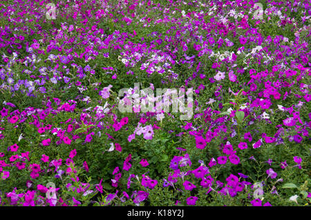 Floral background. Zarte weiß mit lila Blüten. Blumen. Blume Glade Stockfoto