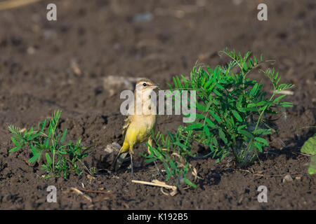 Motacilla flava auf Gras, schönen Vogel, Yellow Bird Stockfoto