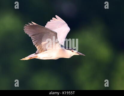 (170825) - FUZHOU, Aug 25, 2017 (Xinhua) - ein schwarz-gekrönten Night Heron fliegt über dem West Lake in Fuzhou, Provinz Fujian im Südosten Chinas, Aug 25., 2017. (Xinhua / Mei Yongcun) (wyl) Stockfoto